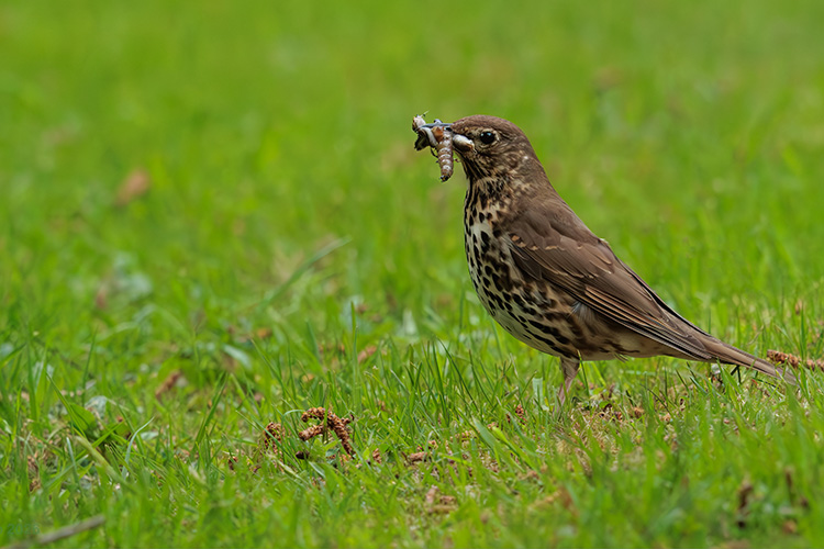 Song thrush Turdus philomelos